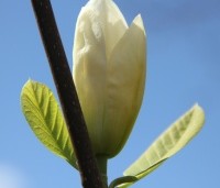 Magnolia 'Yellow River' - Magnolia 'Yellow River' - knop