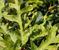 Quercus cerris 'Marmor Star' - Marmeren moseik - 3