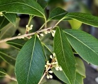 Osmanthus armatus - Schijnhulst - oktober 2024