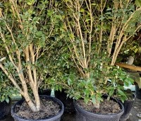 Osmanthus armatus - Schijnhulst - 2