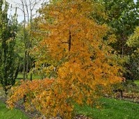 Nyssa sylvatica 'Autumn Cascades' - Zwarte tupeloboom  - 1
