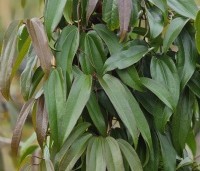 Clematis armandii - Bosrank armandii - 1