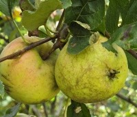 Malus dom. 'Ecolette' - Malus dom. 'Ecolette' - 2
