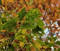Quercus rubra - Amerikaanse eik - 4