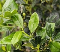 Ilex 'Nellie R. Stevens' - Amerikaanse hulst - 1