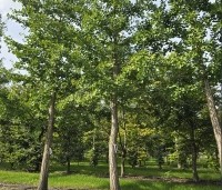 Ginkgo biloba - Japanse Notenboom - 1