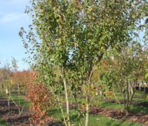 Acer rubrum 'Summerred'
