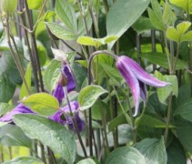 Bloeiende Clematis klimplant ook wel de Bosrank 'Blue Pirouette' genoemd