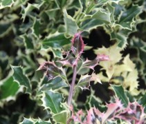 Ilex Aquifolium 'argentea Marginata' (uitloop jong blad)