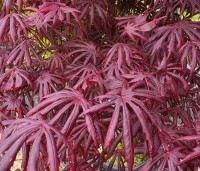 Acer palmatum 'Trompenburg' - Japanse Esdoorn 'Trompenburg' - 2