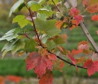 Acer rubrum 'Brandywine' - Acer rubrum 'Brandywine' - 2