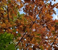 Quercus rubra - Amerikaanse eik - 3
