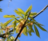 Aesculus flava 'Vestita' - Amerikaanse paardenkastanje, Gele pavia - 1
