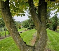Carpinus betulus - Haagbeuk - klimboom