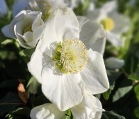 Helleborus niger - Kerstroos - 1