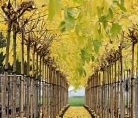 Morus alba 'Fruitless' - Moerbei - 2