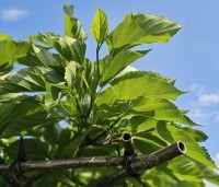 Morus alba 'Fruitless' - Moerbei - 1