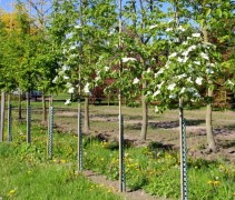 Cornus kousa 'Eddies White Wonder'