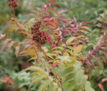 Sorbaria Sorbifolia 'Sem'  herfstkleuren