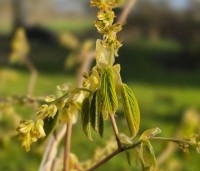 Corylopsis spicata - Schijnhazelaar spicata - begin april