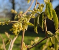 Corylopsis spicata - Schijnhazelaar spicata - eind maart