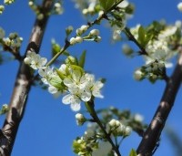 Prunus dom. 'Reine Claude Verte' - Prunus dom. 'Reine Claude Verte' - 1