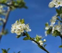 Prunus dom. 'Reine Claude Verte' - Prunus dom. 'Reine Claude Verte' - 2