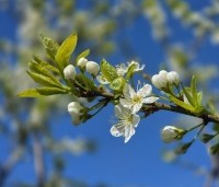 Prunus dom. 'Reine Claude Verte' - Prunus dom. 'Reine Claude Verte' - 3