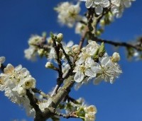 Prunus dom. 'Reine Claude Verte' - Prunus dom. 'Reine Claude Verte' - 4