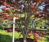 Acer palmatum 'Beni Hagoromo' - Japanse Esdoorn 'Beni Hagoromo' - 7