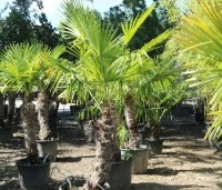 Trachycarpus fortunei  (Chamaerops Excelsa) - Chinese waaierpalm, Windmolenpalm, Henneppalm - 7