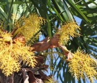 Trachycarpus fortunei  (Chamaerops Excelsa) - Chinese waaierpalm, Windmolenpalm, Henneppalm - 9
