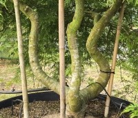 Acer palmatum 'Emerald Lace' - Japanse Esdoorn 'Emerald Lace' - 1