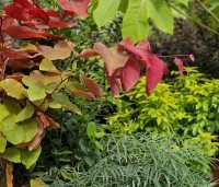 Cercis canadensis 'Eternal Flame' - Amerikaanse Judasboom 'Eternal Flame' - 1