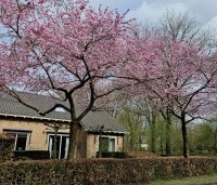 Prunus 'Accolade' - Japanse Sierkers - 2