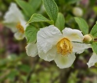 Stewartia pseudocamellia - Schijncamelia - 2