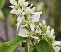 Amelanchier alnifolia 'Obelisk' - Krentenboompje 'Obelisk' - 3