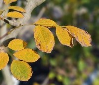Cladrastis kentukea - Geelhout - 3