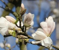 Magnolia loebneri 'Merrill' - Beverboom - 4