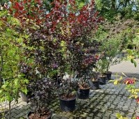 Malus 'Veitch's Scarlet' - Sierappel 'Veitch's Scarlet' - 4