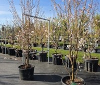 Prunus 'Pandora' - Sierkers 'Pandora' - meerstammige struiken op de kwekerij THB maart 2026