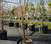 Prunus 'Pandora' - Sierkers 'Pandora' - 1