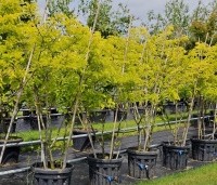 Gleditsia triacanthos 'Sunburst' - Valse christusdoorn - 2