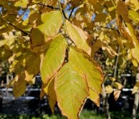 Cladrastis kentukea - Geelhout - 4