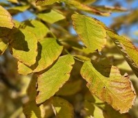 Cladrastis kentukea - Geelhout - 5