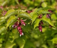 Leycesteria formosa - Grootmoeders oorbellen - 1