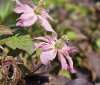 Clematis montana 'Marjorie' - Bosrank 'Marjorie' - 2