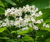 bloemen aan de Trompetboom