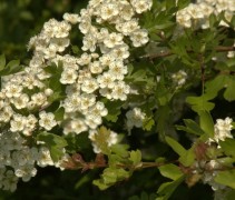 Crataegus laevitaga bloem en blad