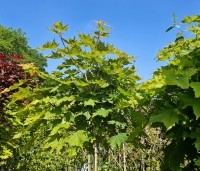 Acer platanoides 'Globosum' - Bol esdoorn 'Globosum' - 4